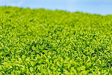 Österreichische Bergkräutergenossenschaft eGen footer image 1